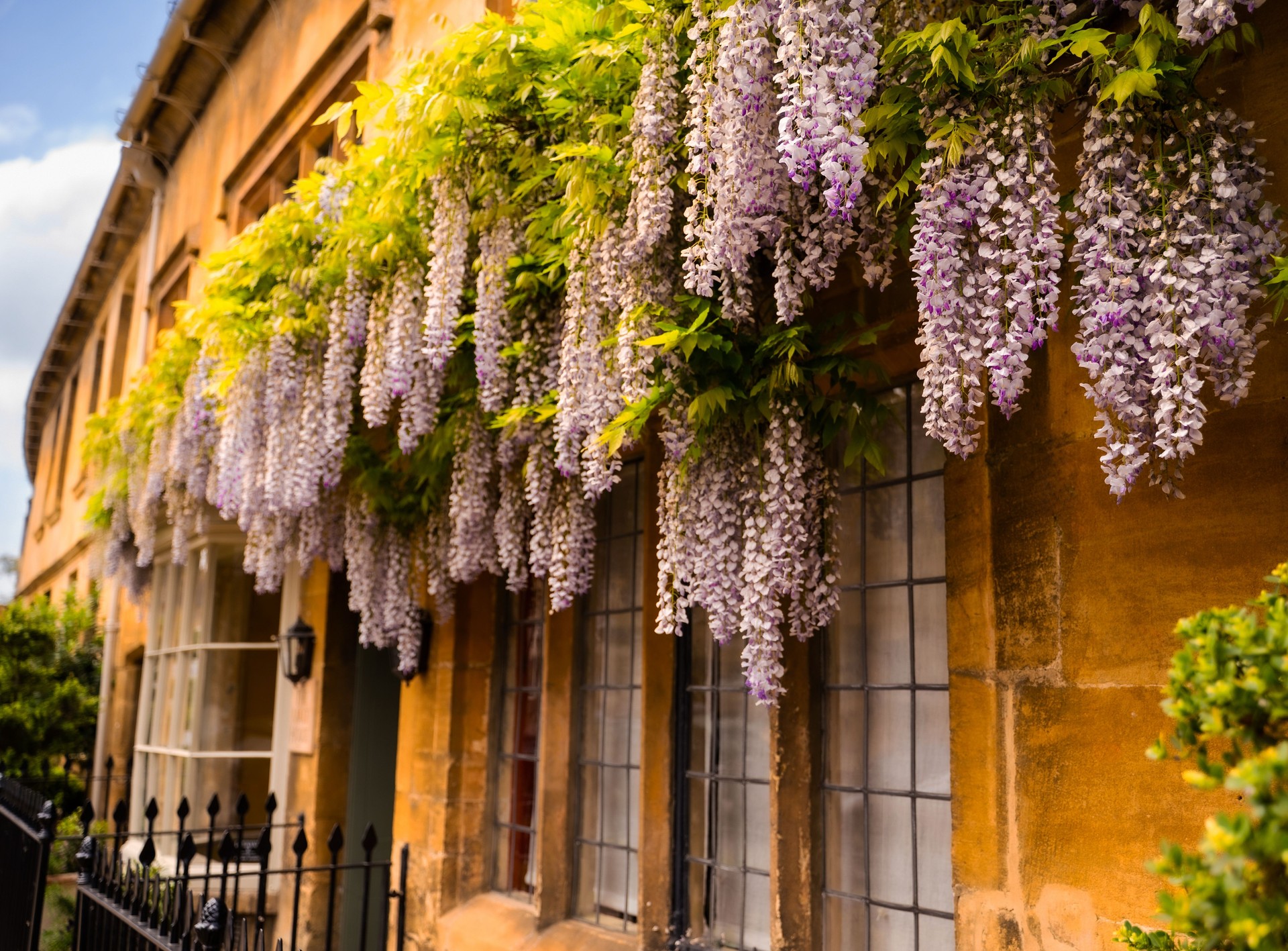 Wisteria Townhouse